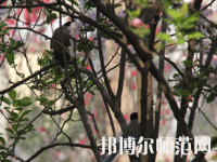 鄭州2020年初中生能讀的幼師學校
