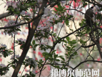 鄭州2020年初中生可以去幼師學校嗎