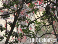 鄭州2020年初中生考什么幼師學校